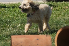 SONY DSC