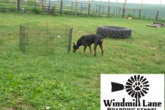 Windmill_Lane_Boarding_Kennel-large-play-area-1-copy