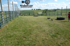Windmill_Lane_Boarding_Kennel-large-play-area-2-copy